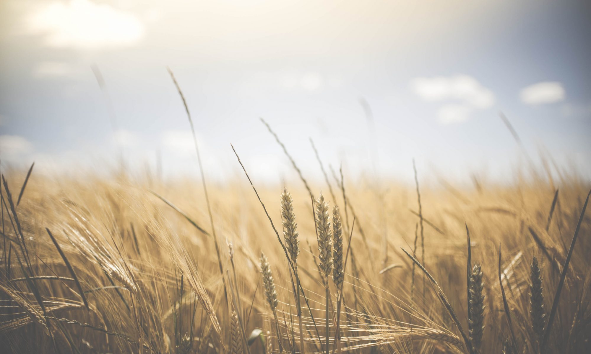 glenn-carstens-peters-2E_dT65fyxo-unsplash